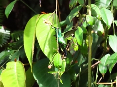 Chlorostilbon melanorhynchus