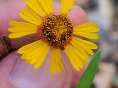 Helenium elegans