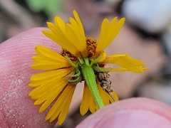 Helenium elegans