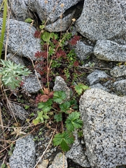 Potentilla rupifraga