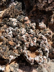 Psora