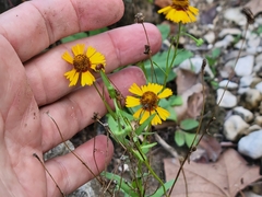 Helenium elegans
