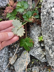 Potentilla rupifraga