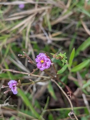 Polygala mariana
