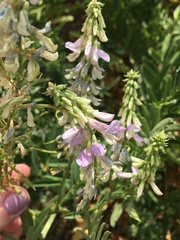 Galega officinalis
