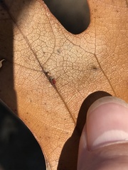 Zopheroteras sphaerula