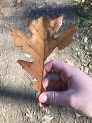 Zopheroteras sphaerula