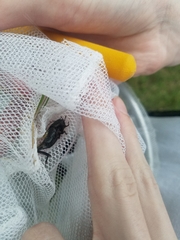 Tettigidea lateralis
