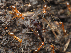 Odontoponera transversa