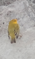 Setophaga petechia aureola