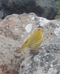 Setophaga petechia aureola