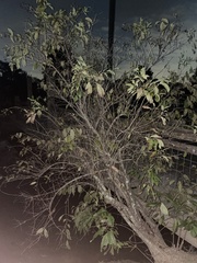 Planera aquatica