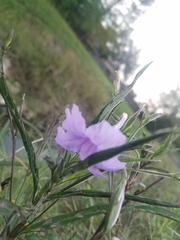 Ruellia tuberosa