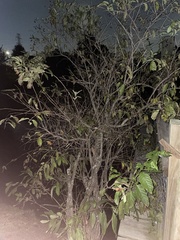 Planera aquatica