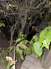 Planera aquatica