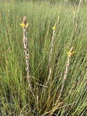 Philydrum lanuginosum