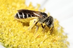 Odontalictus