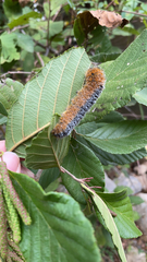Acronicta hastulifera