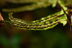 Blechnum × leopoldense