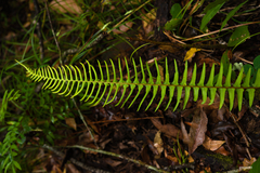 Blechnum × leopoldense