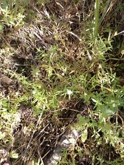 Stellaria longifolia