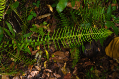 Blechnum × leopoldense