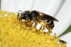 Odontalictus