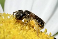 Odontalictus