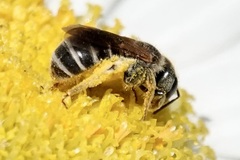 Odontalictus