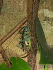 Eugryllacris panteli