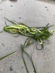 Zostera