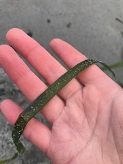 Zostera