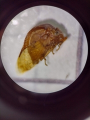 Smiliinae