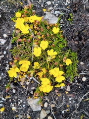 Hibbertia procumbens