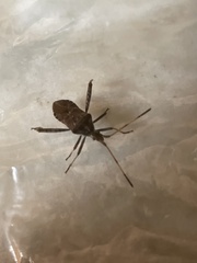 Leptoglossus corculus