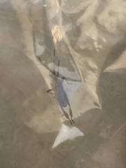 Leptoglossus corculus