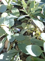 Mertensia maritima