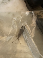 Leptoglossus corculus