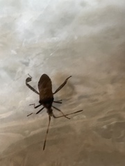 Leptoglossus corculus