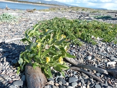 Senecio pseudoarnica