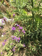Verbena litoralis