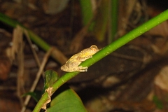 Raorchestes ponmudi
