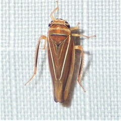 Idiodonus kennicotti