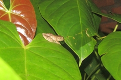 Raorchestes ponmudi