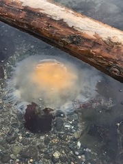 Phacellophora camtschatica