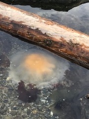 Phacellophora camtschatica