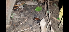Leptodactylus savagei