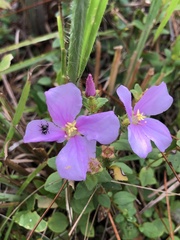 Rhexia nuttallii