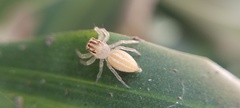Salticidae