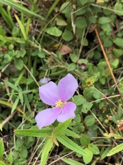 Rhexia nuttallii